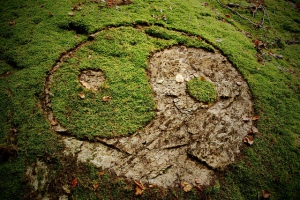 yin yang grass